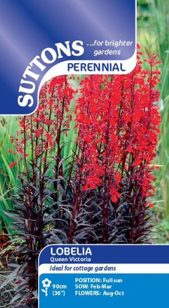 Lobelia Queen Victoria
