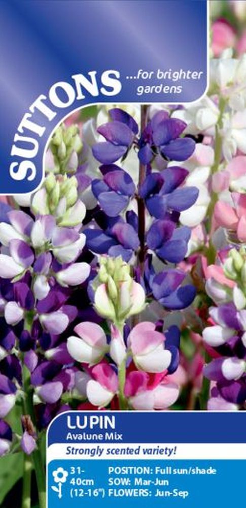 Lupinus Avalune Mix
