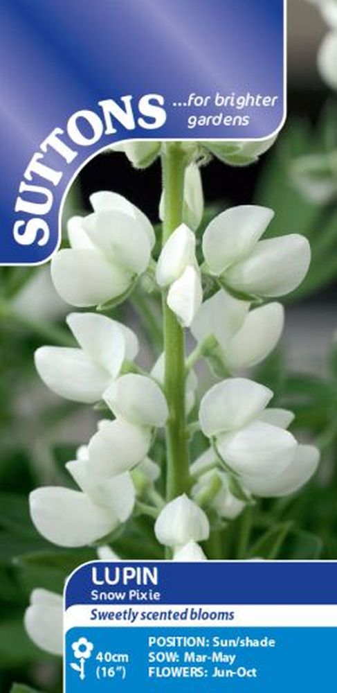 Lupin Snow Pixie