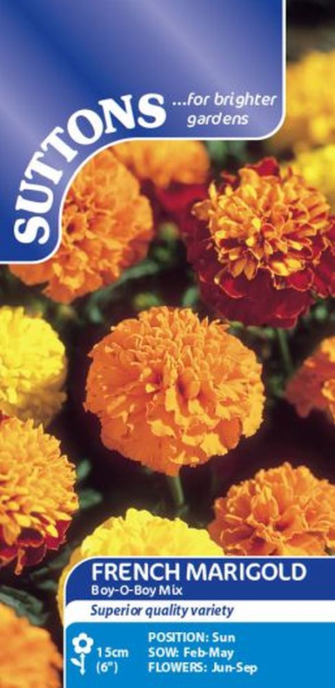 French Marigold Boy'o'boy Mix