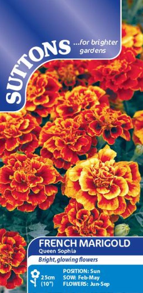 French Marigold Queen Sophia