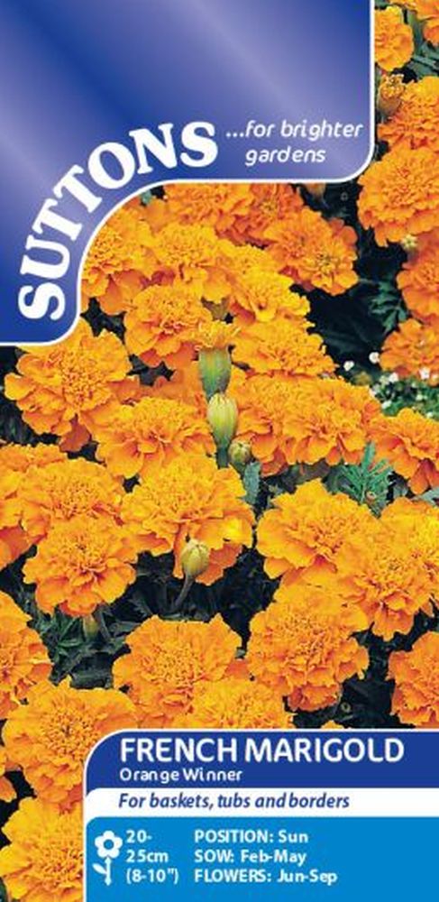 Marigold French Seeds - Orange Winner