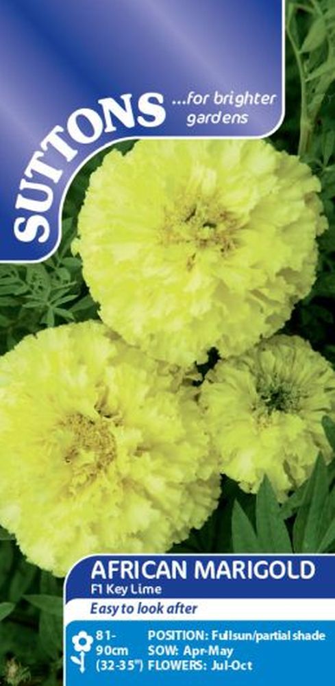 Marigold African F1 Key Lime