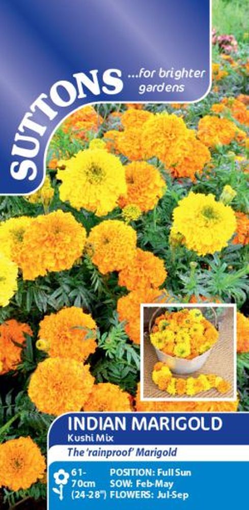 Indian Marigold Kushi
