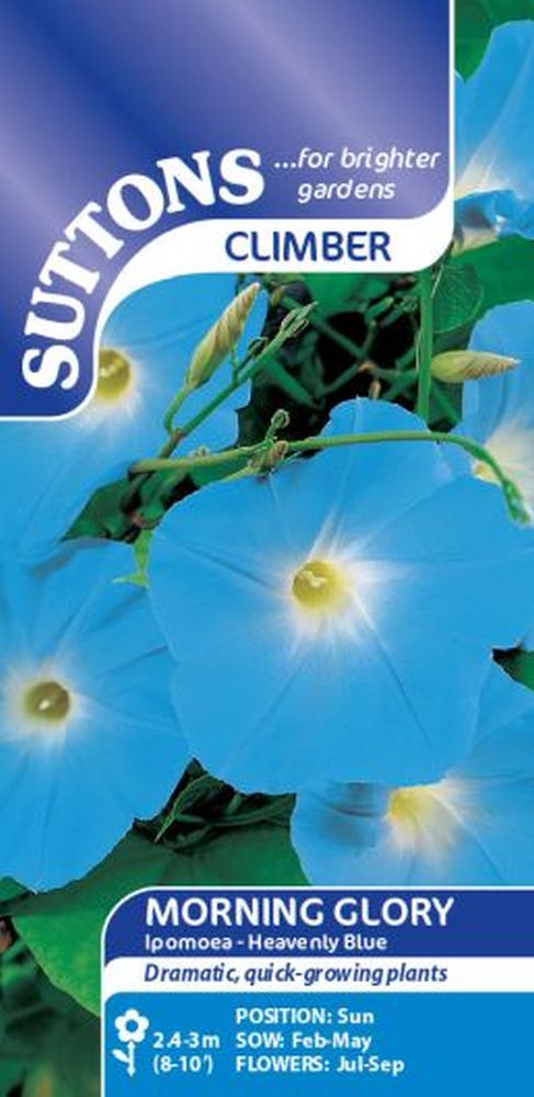 Morning Glory Seeds - Heavenly Blue
