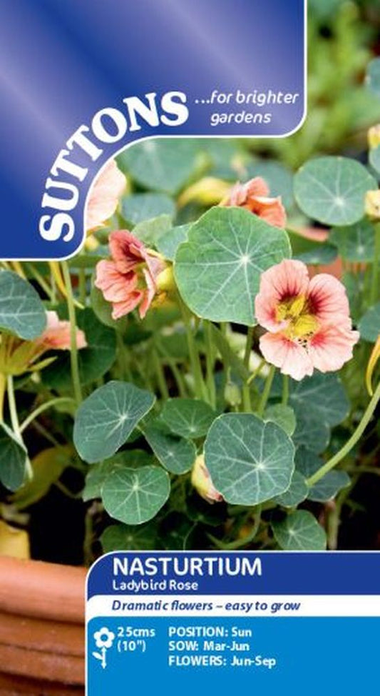 Nasturtium* Ladybird Rose