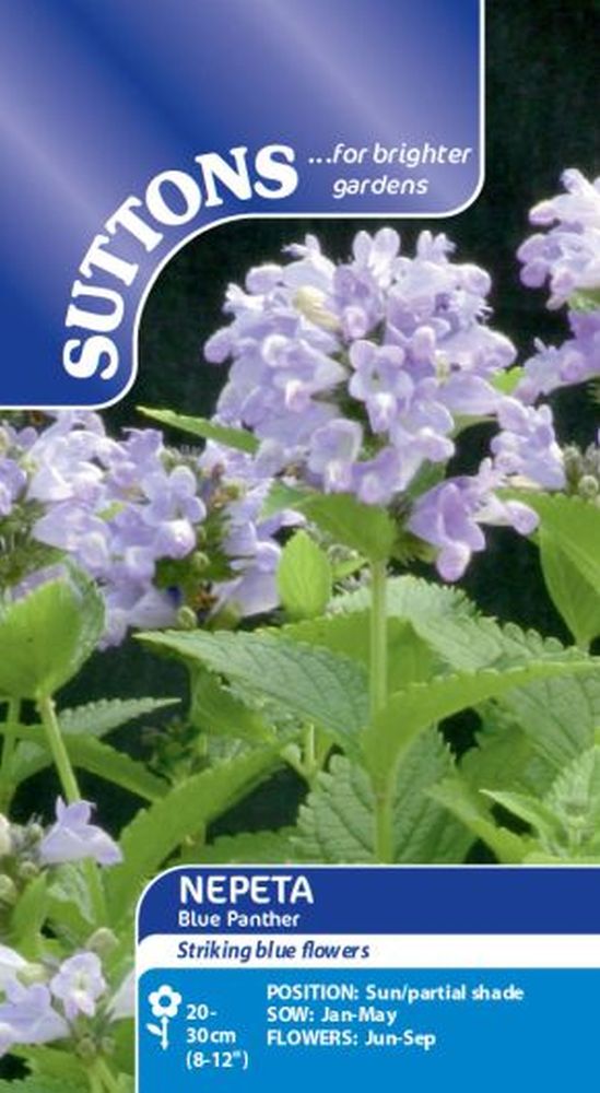 Nepeta Seeds - Blue Panther