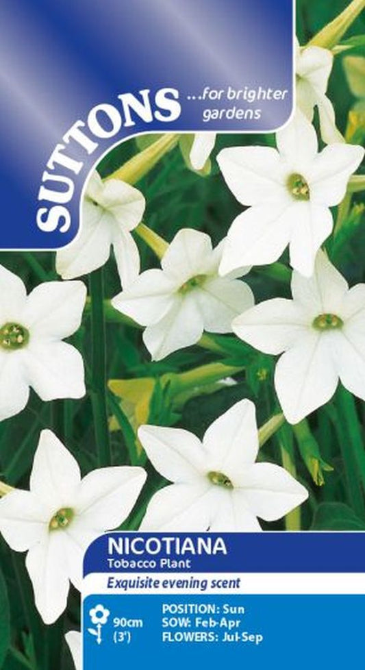 Nicotiana Tobacco Plant