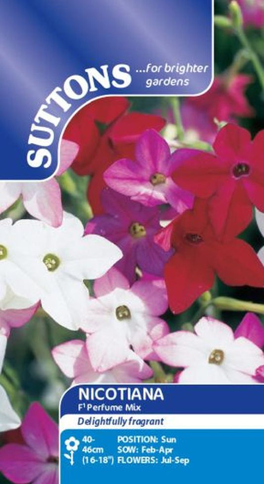 Nicotiana Seeds - F1 Perfume Mix