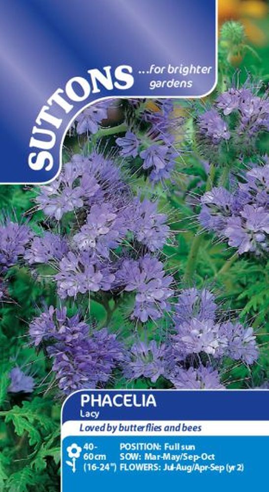 Phacelia Lacy