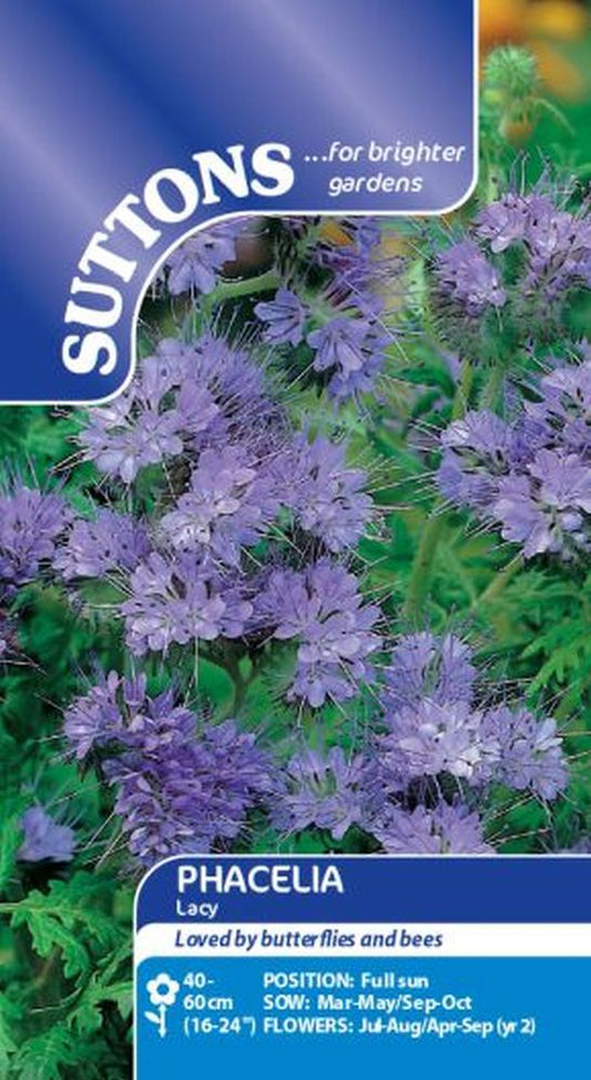 Phacelia Lacy