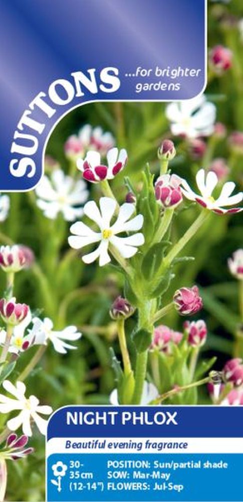 Night Flowering Phlox