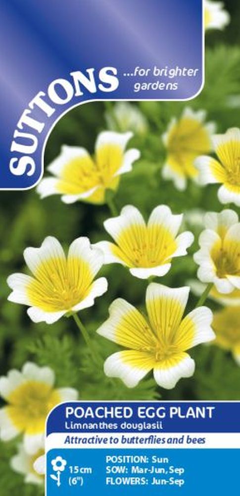 Poached Egg Plant - Limnanthes Douglasii