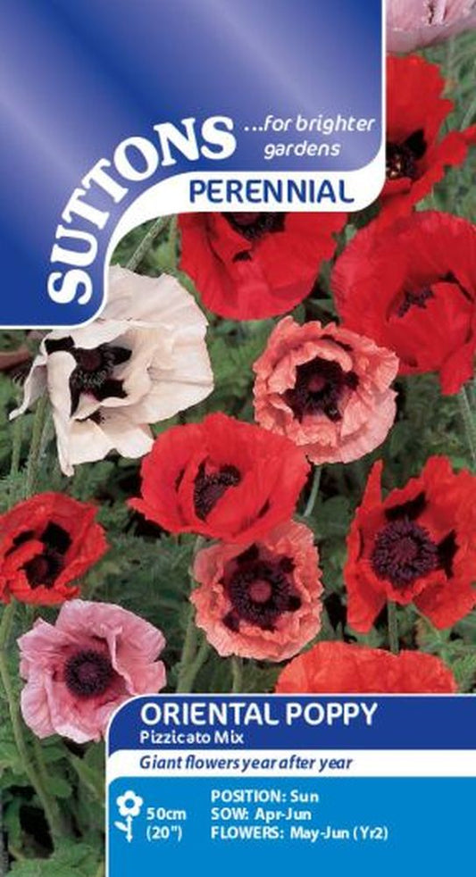 Poppy* Oriental Pizzicato Mix