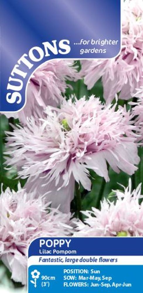 Poppy* Lilac Pompom