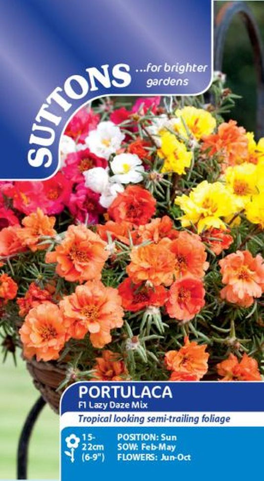 Portulaca F1 Lazy Daze