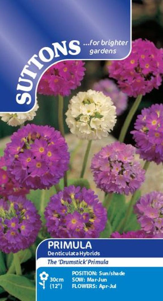 Primula Denticulata Hybrids