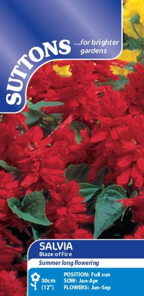Salvia Blaze Of Fire (fireball)