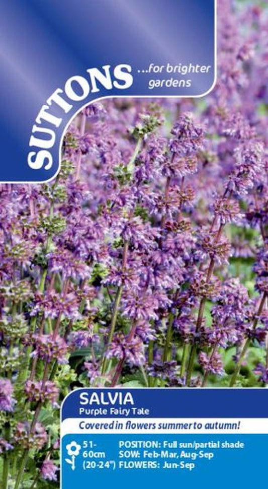 Salvia Purple Fairy Tale