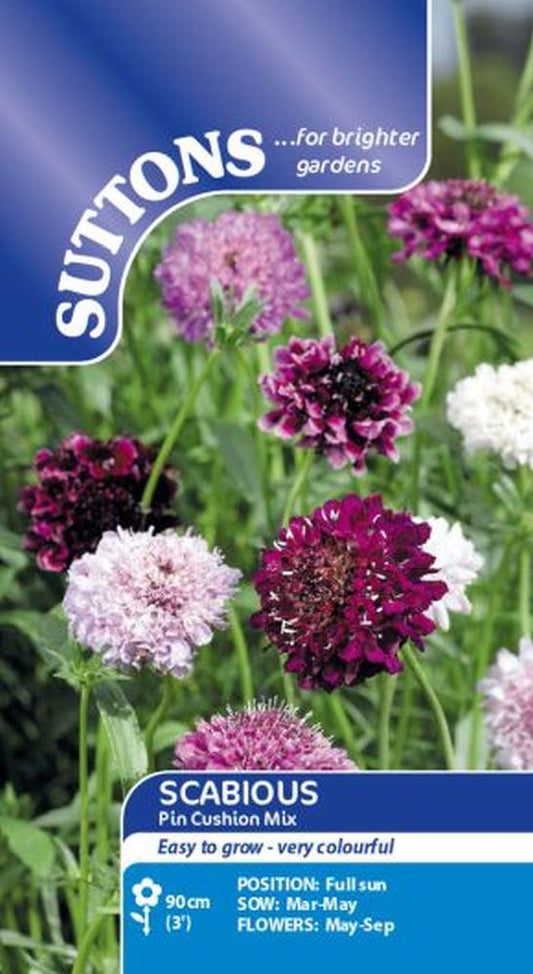 Scabious Pincushion Mix