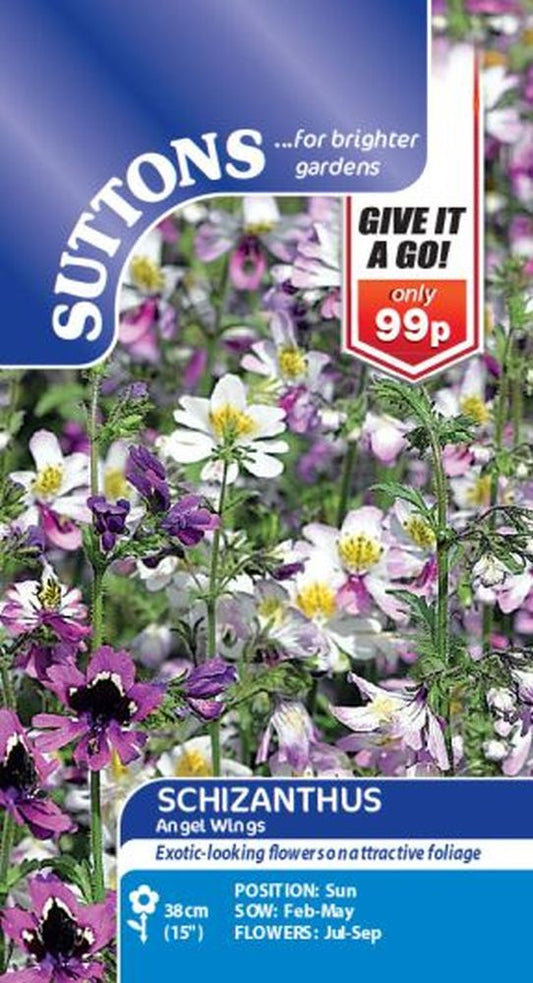 Schizanthus Angel Wings (giag)