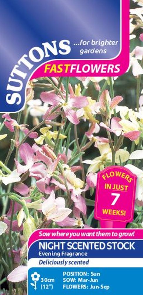 Night Scented Stock Evening Fragrance