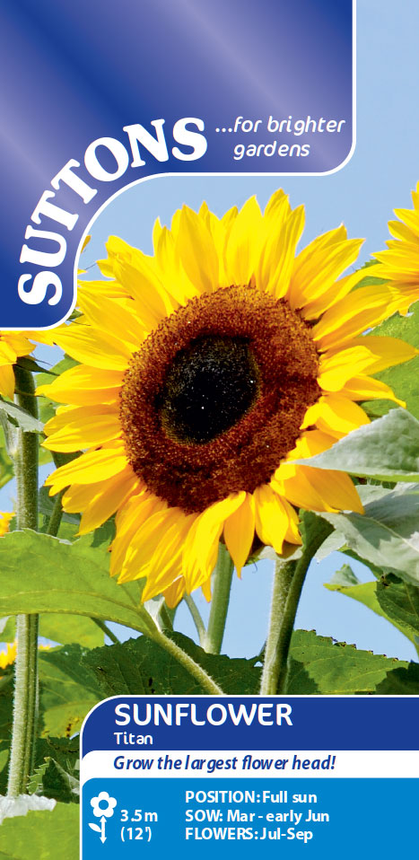Sunflower Seeds - Titan