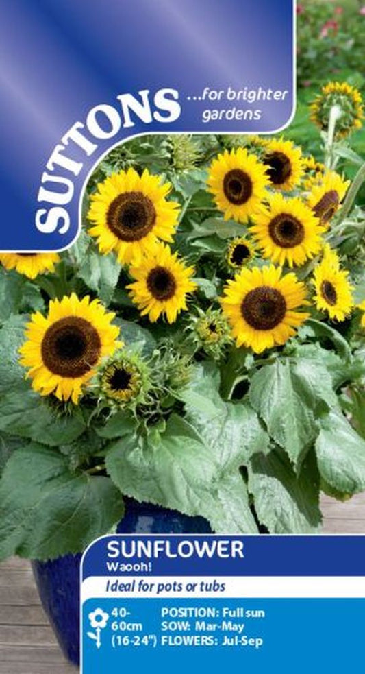 Sunflower Seeds - Waooh