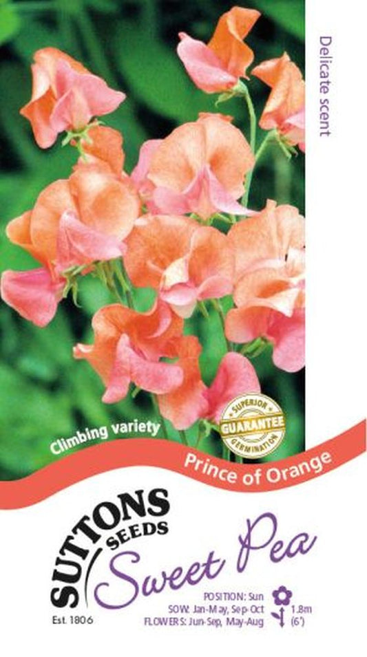 Sweet Pea Prince Of Orange
