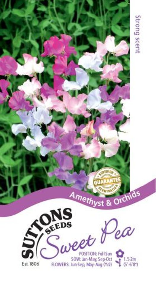 Sweet Pea Seeds - Amethyst & Orchids