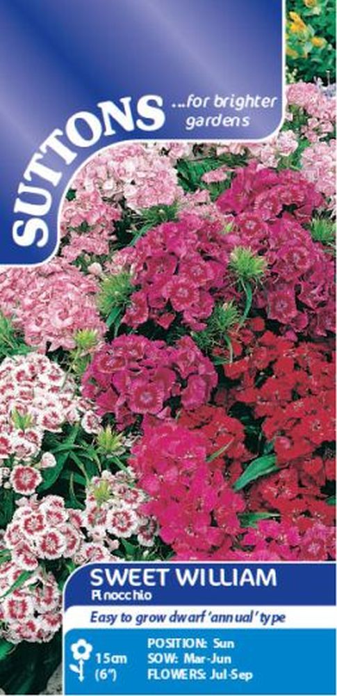 Sweet William Pinocchio