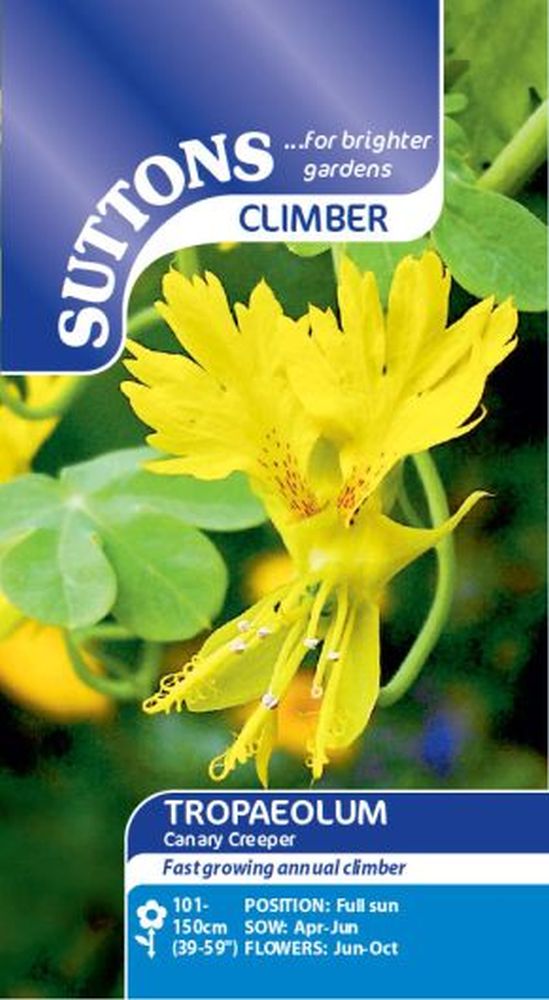 Tropaeolum Canary Creeper