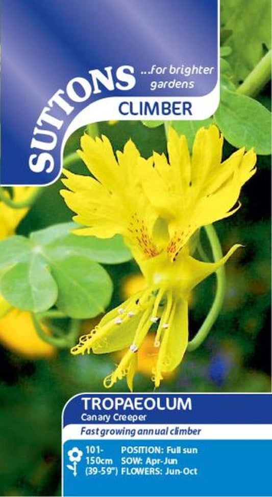 Tropaeolum Canary Creeper