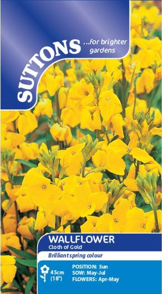 Wallflower Cloth Of Gold - Wildflower