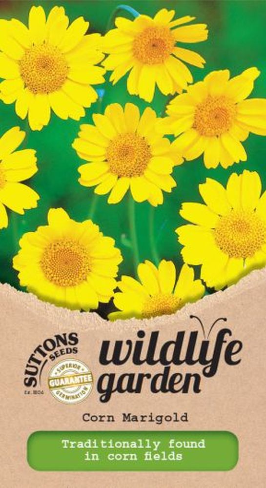 Corn Marigold - Wildflower