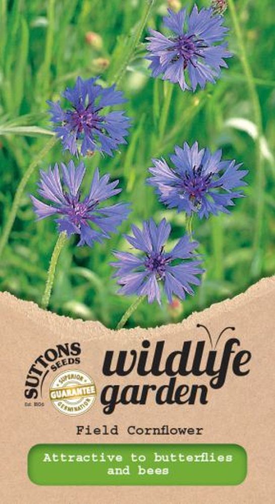 Field Cornflower - Wildflower