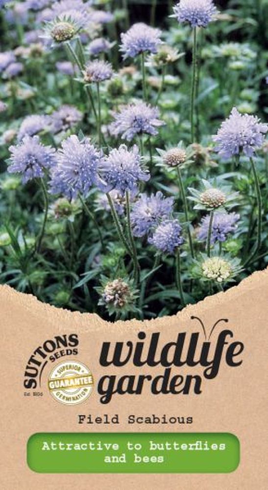 Field Scabious - Wildflower
