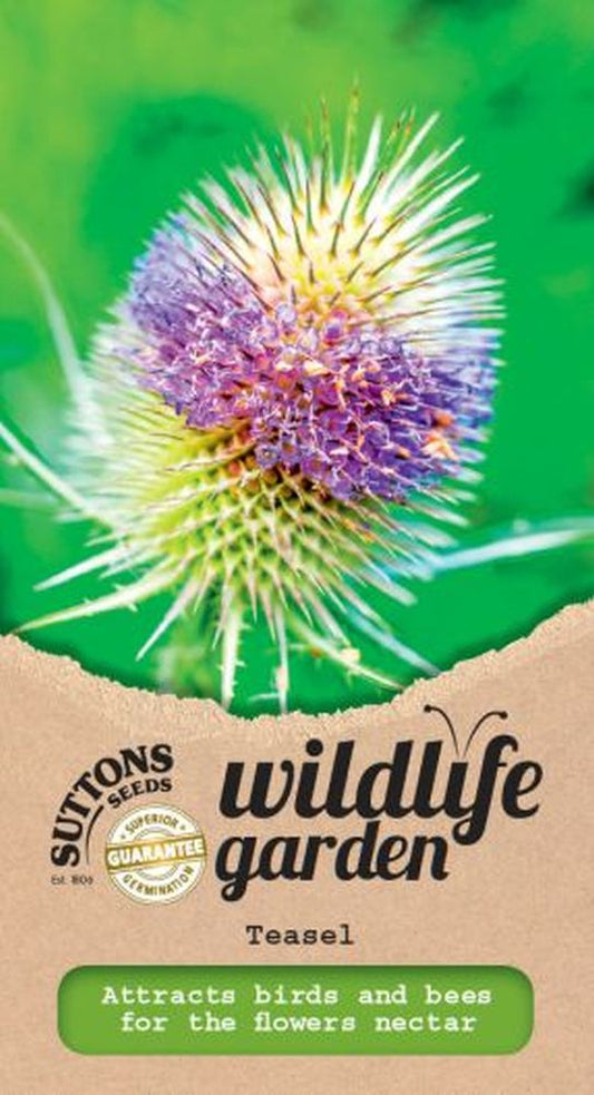 Teasel - Wildflower