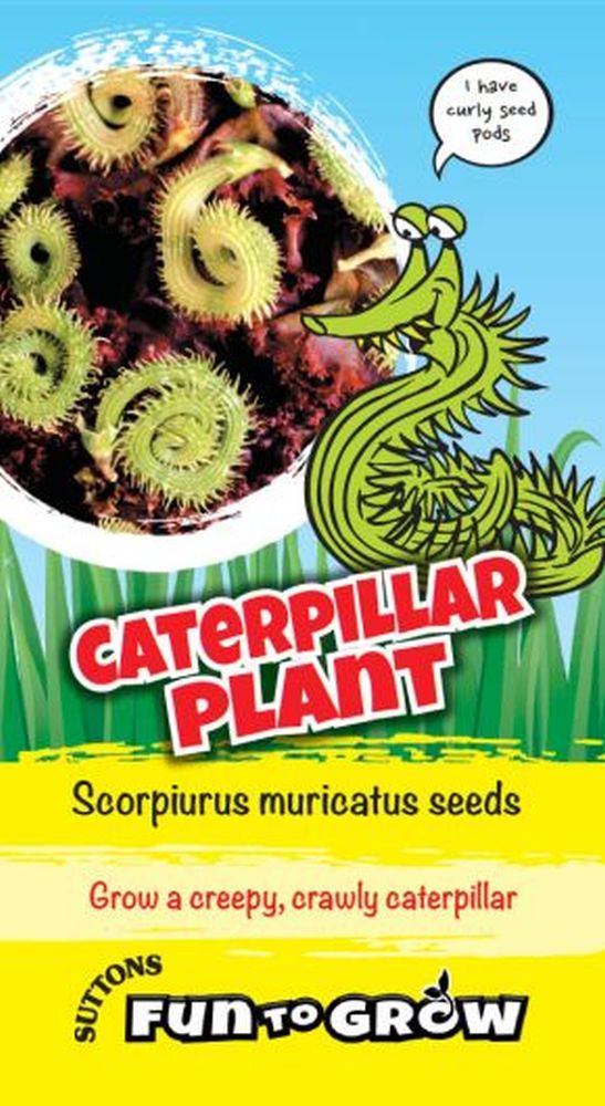 Fun To Grow Caterpillar Plant (scorpiuru