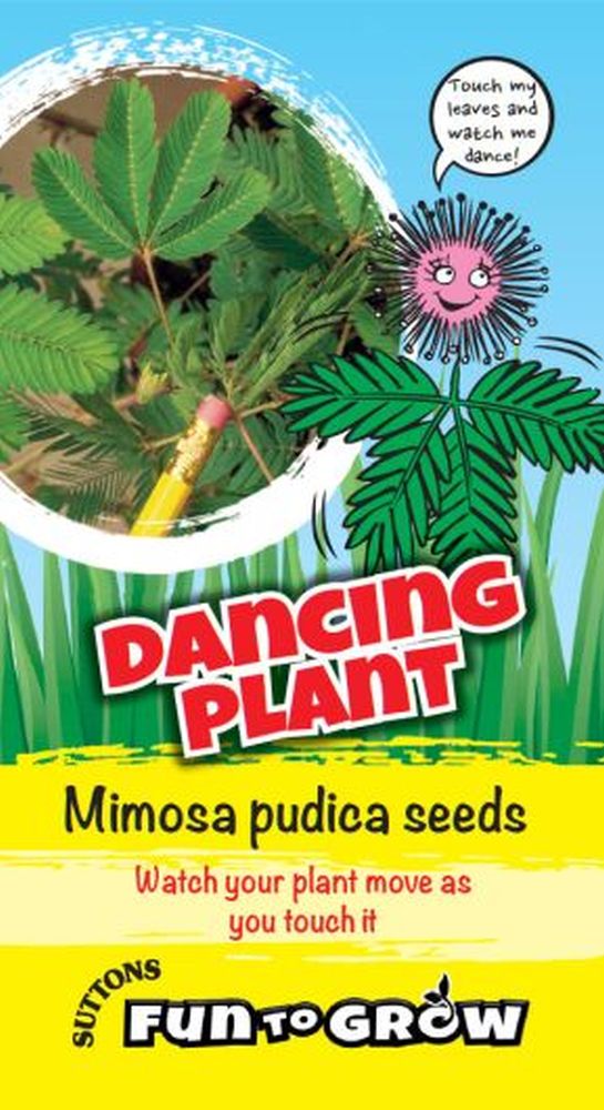 Fun To Grow Dancing Plant (sensitive Pla