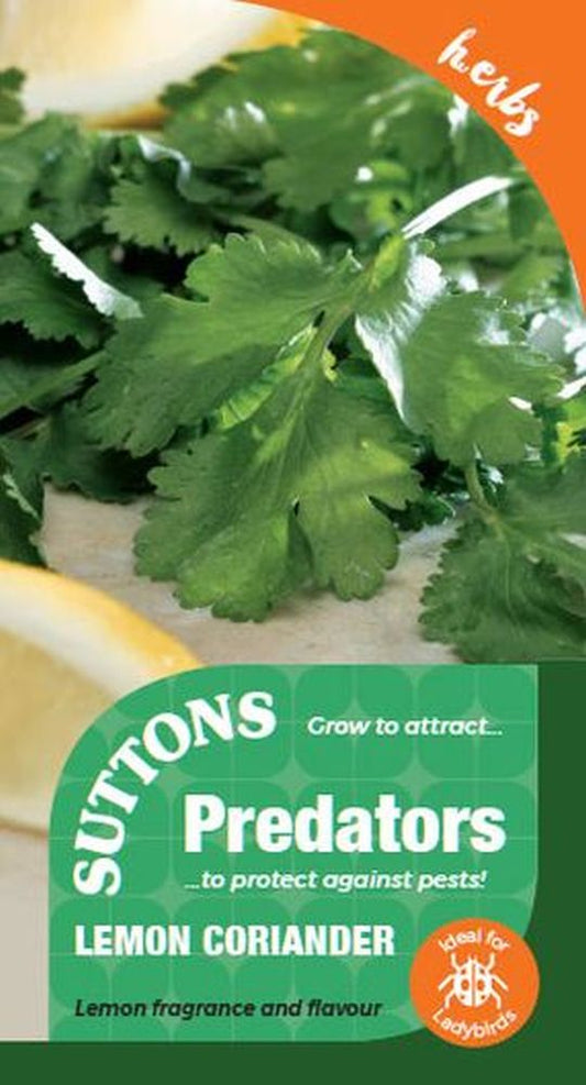 P & P - Lemon Coriander
