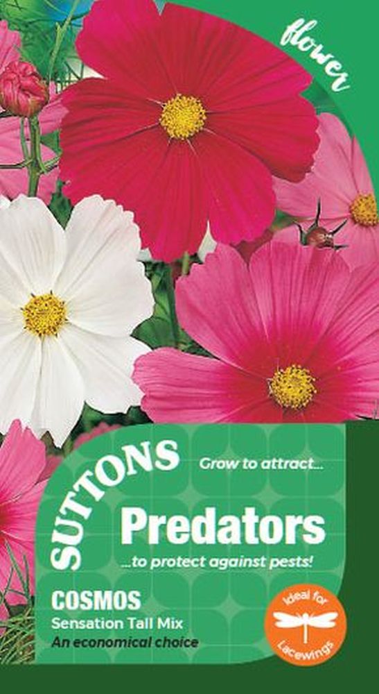 P & P - Cosmos Sensation Tall