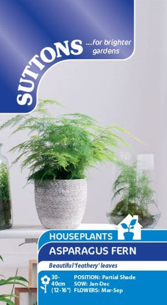 Houseplant Seeds - Asparagus Fern