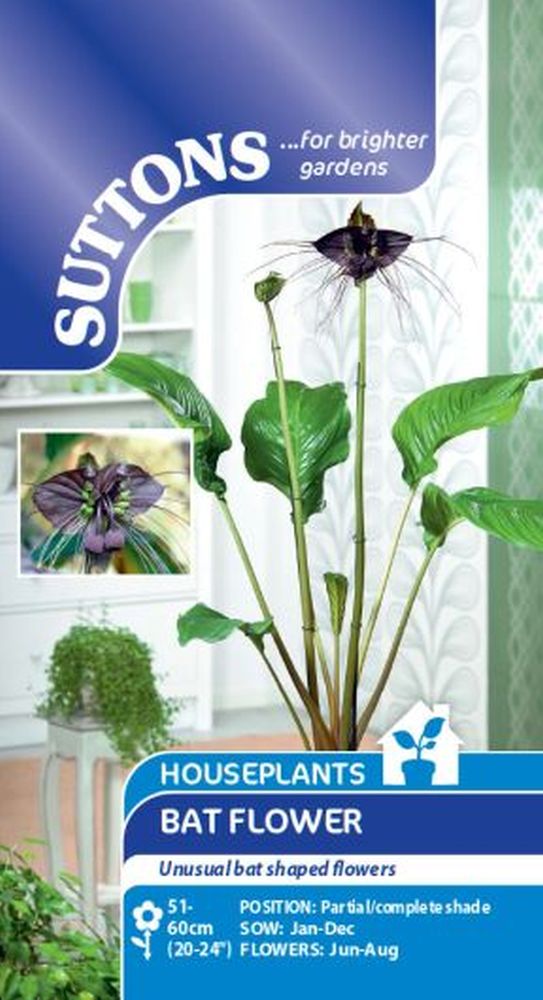 Houseplant Seeds - Bat Flower