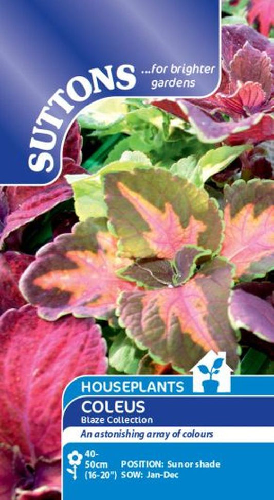 Houseplant Seeds - Coleus Blaze Collecti
