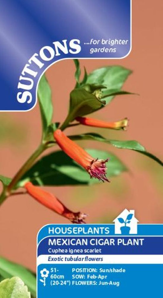 Houseplant Seeds - Mexican Cigar Plant