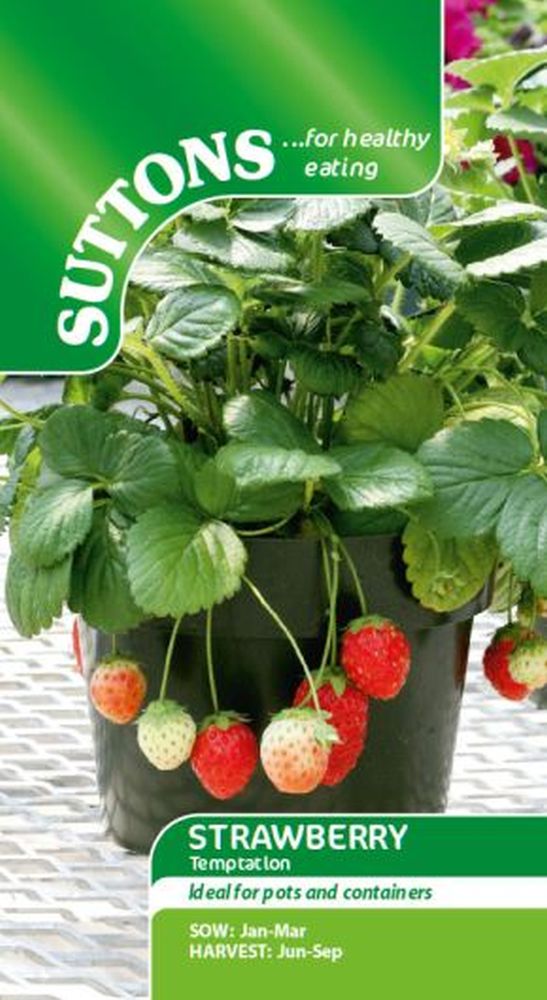 Strawberry Temptation