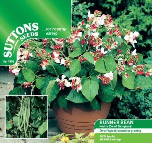 Runner Bean Dwarf Hestia