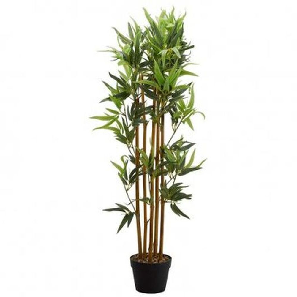 Bamboo