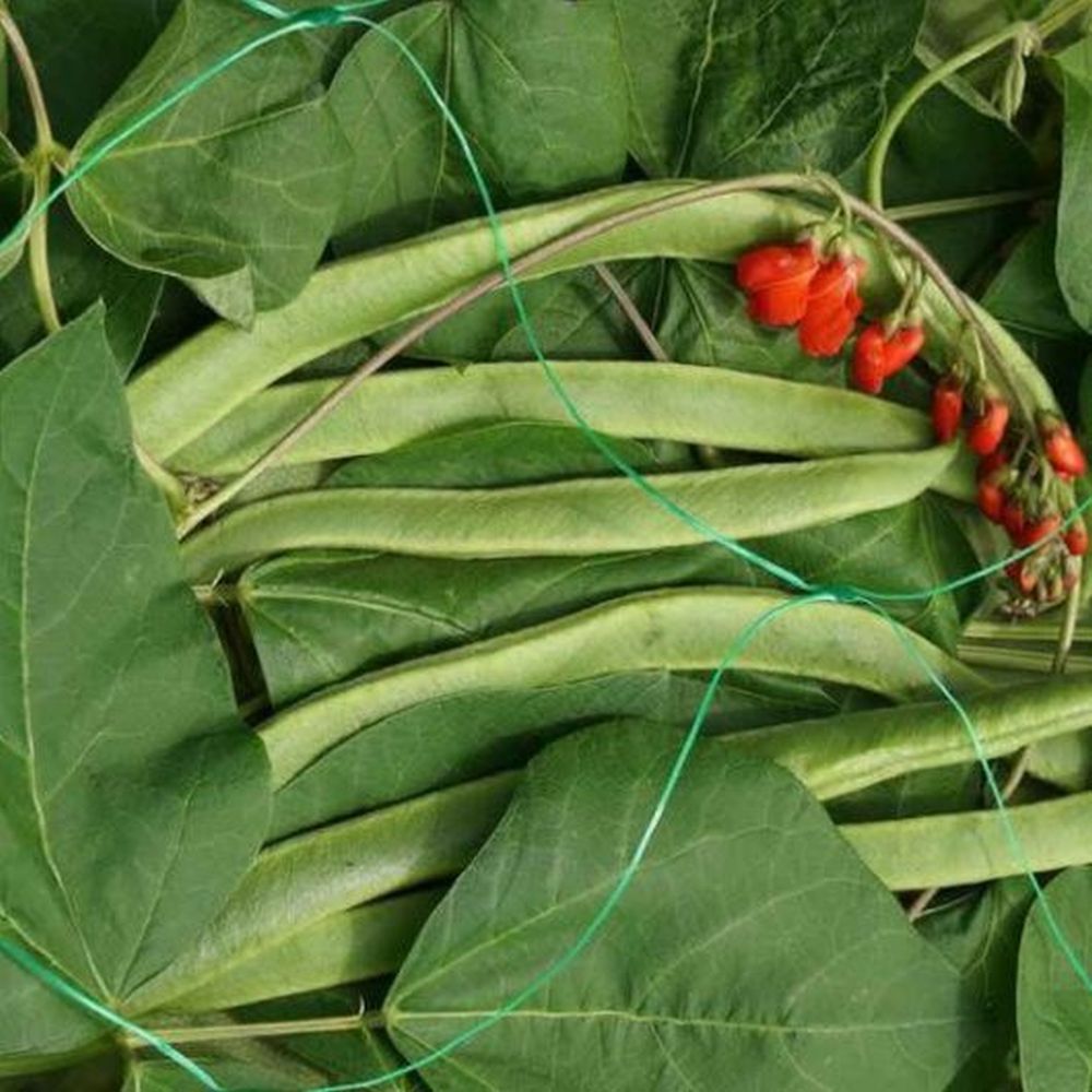Pea & Bean Netting - Green 150mm - 2 X 10m